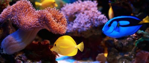 Un repaso por los peces del acuario de 'Buscando a Nemo'