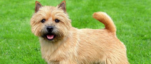 El Norwich Terrier: un 'Pastor alemán' en miniatura