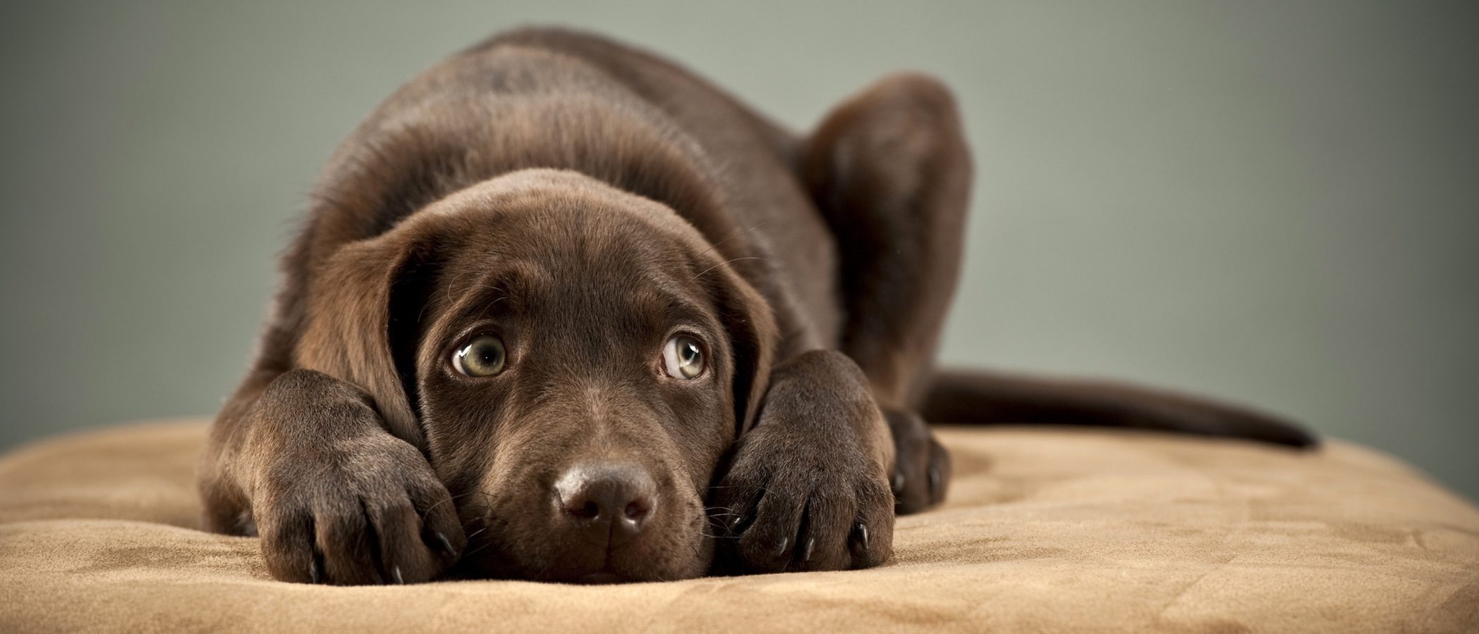 Las fobias caninas: los peculiares miedos de tu perro