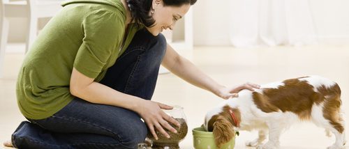 La dieta BARF para perro: ¿es aconsejable?