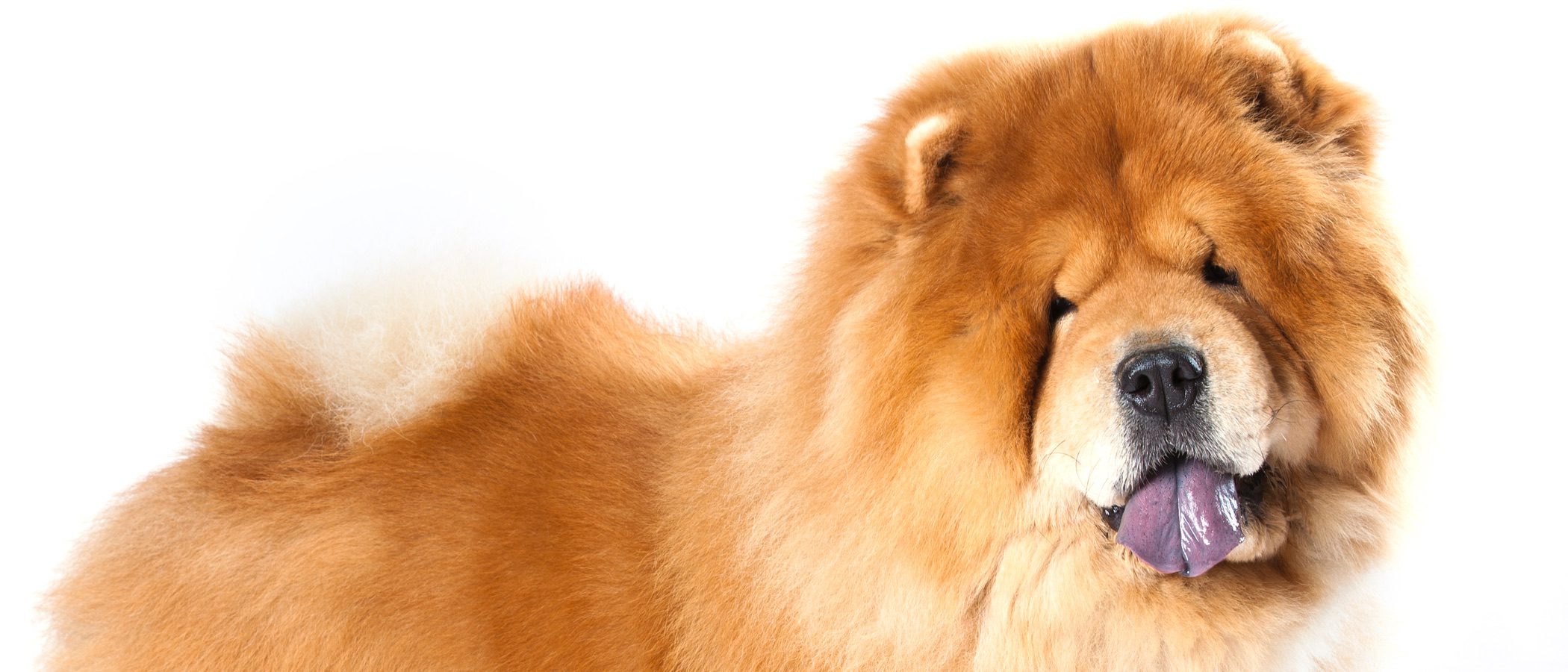Destruir Entretener Adviento Chou Chou: conoce esta raza de perro - Bekia Mascotas