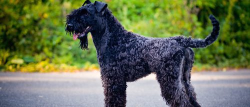 Kerry Blue Terrier, una raza de perro muy peculiar