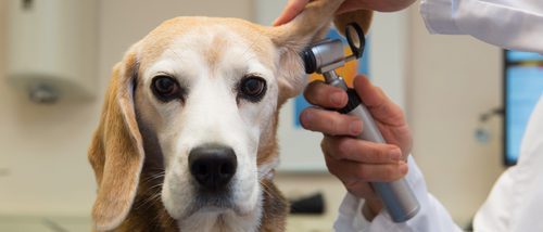 Conoce qué es la parvoriosis canina y cómo afecta a tu mascota