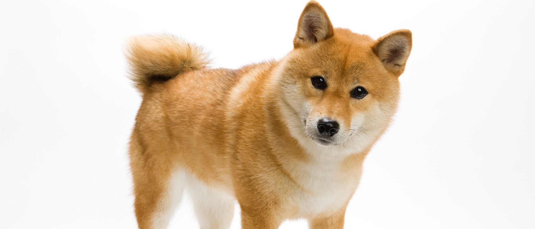 Razas de perros: Shiba Inu