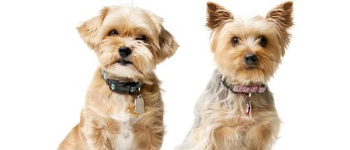 Razas de perros: Silky Terrier