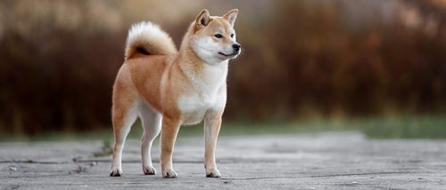 Akita, el entrañable perro de la película 'Hachiko'