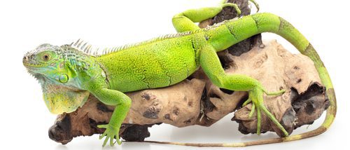 Iguana verde: todo lo que necesitas saber sobre este reptil