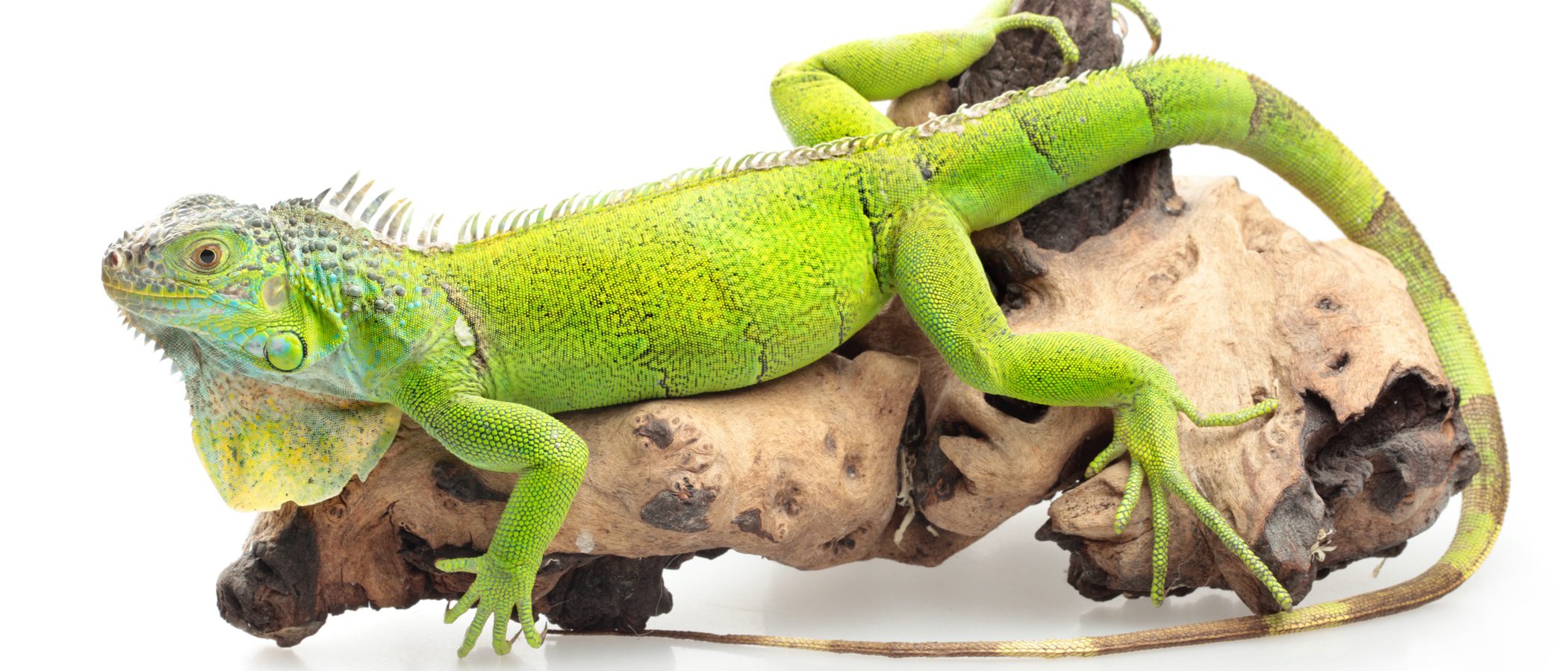 Iguana verde: todo lo que necesitas saber sobre este reptil