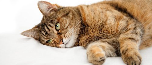 Conoce en qué consiste la dermatitis atópica felina. ¿Sabes cómo acabar con ella?