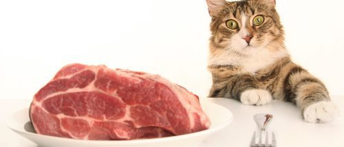 La toxoplasmosis en los gatos: los riesgos de comer presas vivas