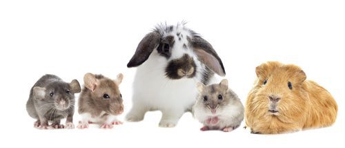 ¿Cómo elegir un roedor doméstico?