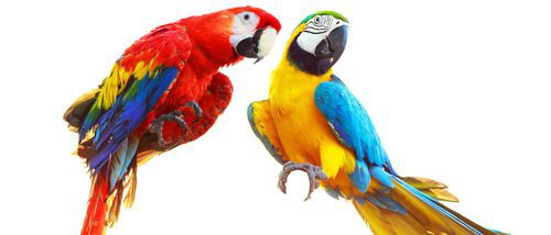 Cacatúa: un ave exótica y parlanchina