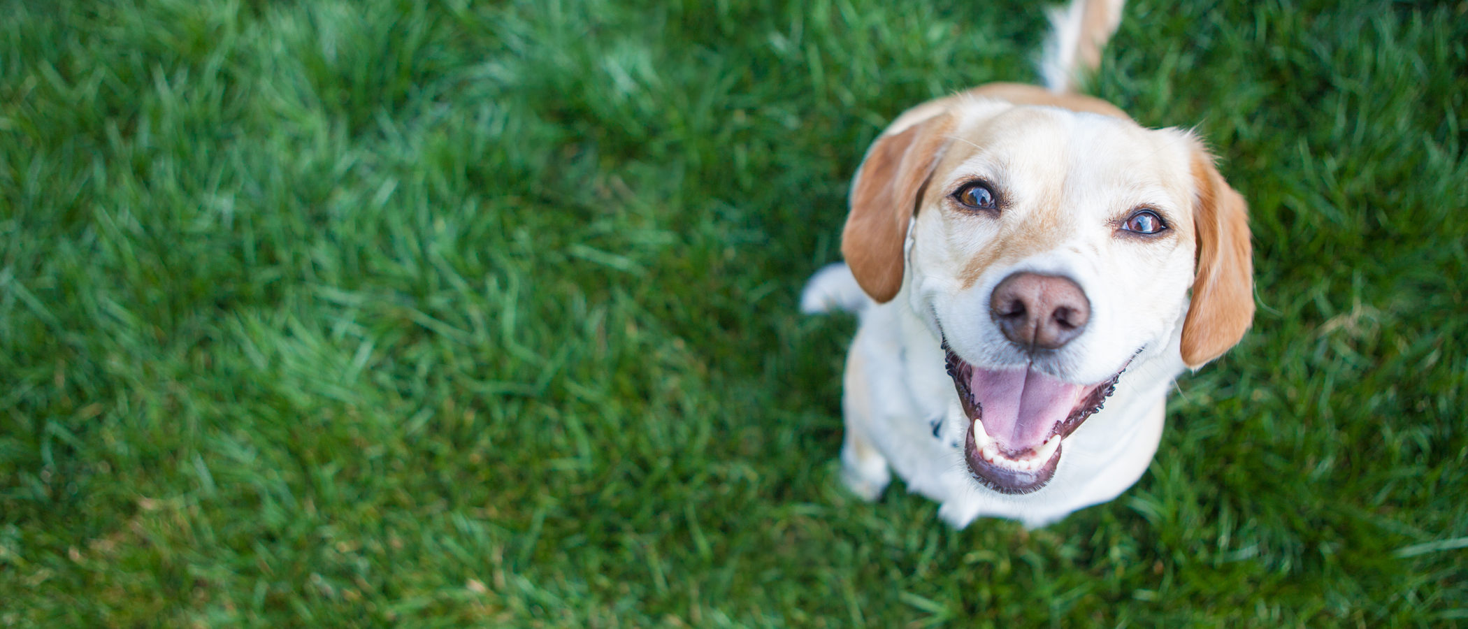 Los perros también tienen sentimientos, ¿son capaces de reír?