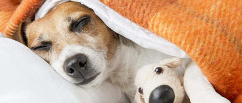 ¿Sabías que los perros también sueñan?