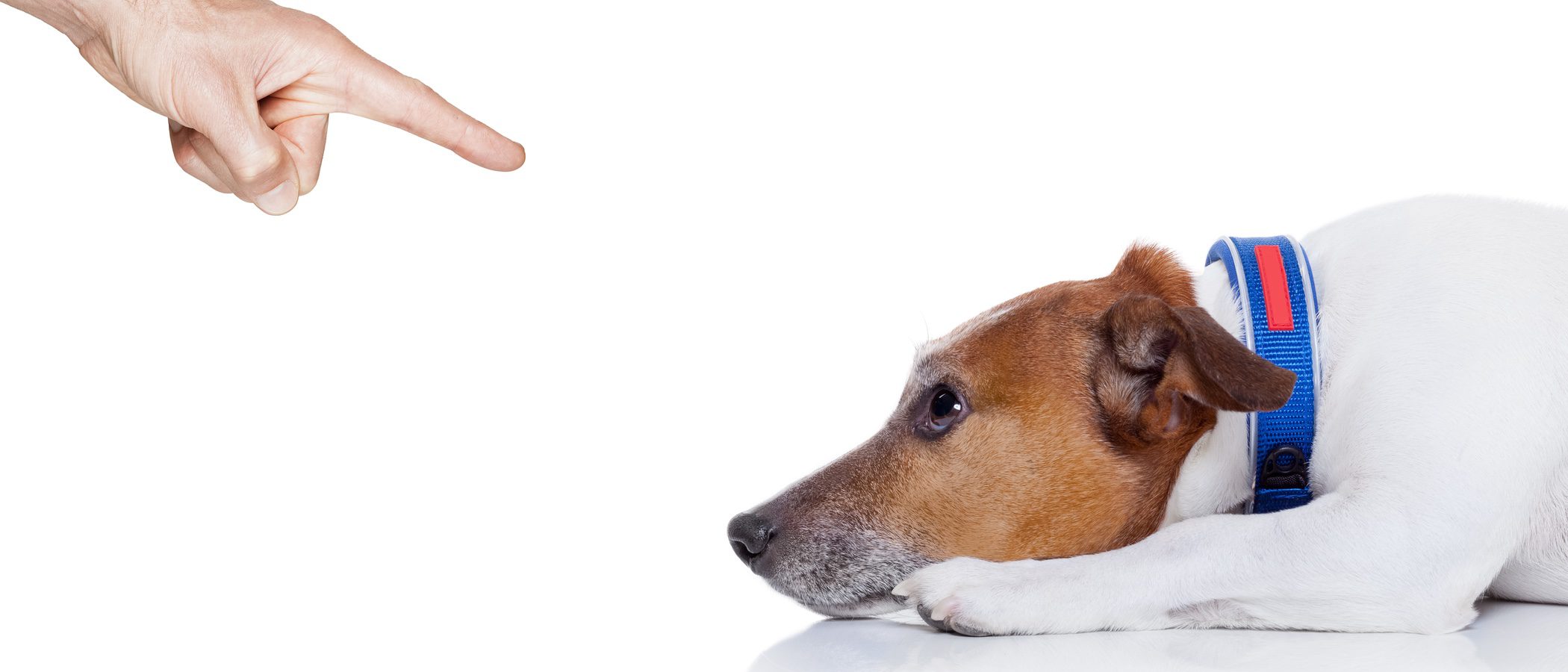 Educar a tu perro: ¿Castigo o refuerzo negativo?