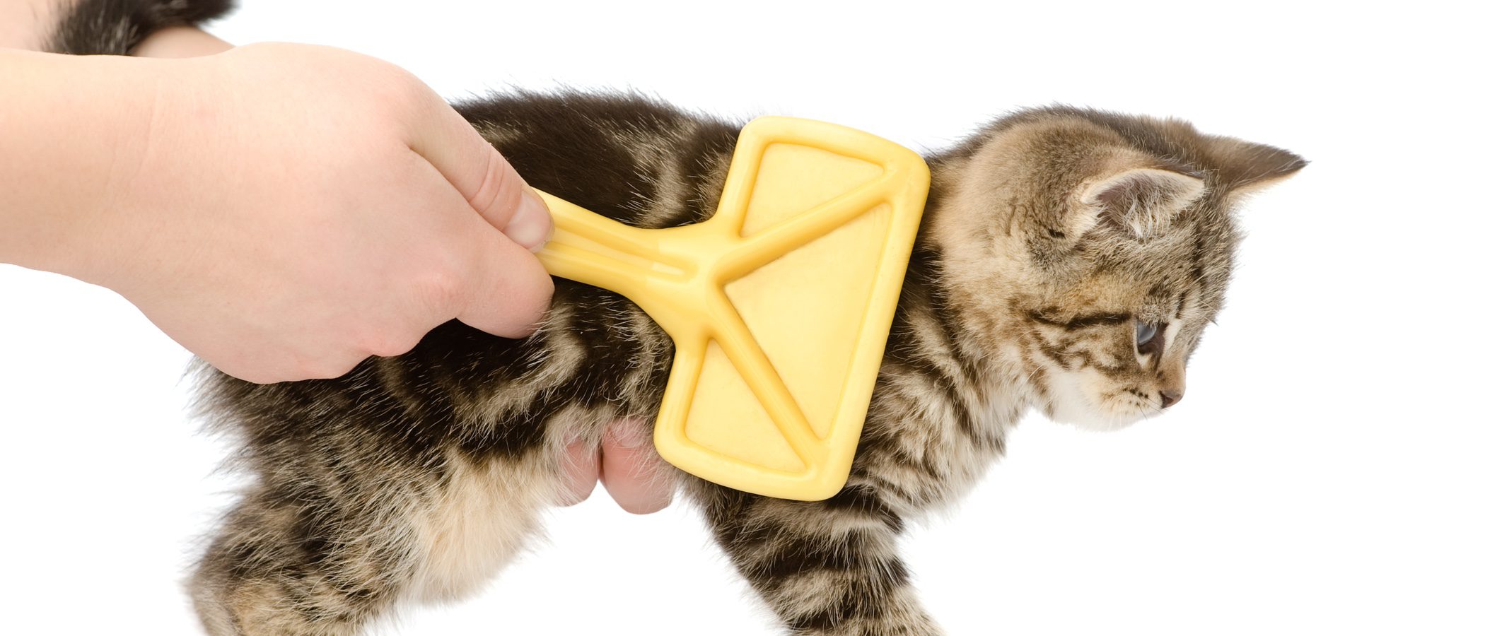 Cómo quitar los nudos en el pelo de un gato