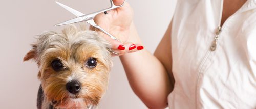 Stripping: El peluquero le quiere 'arrancar' el pelo a mi perro