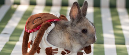 El conejo Toy: un conejo enano