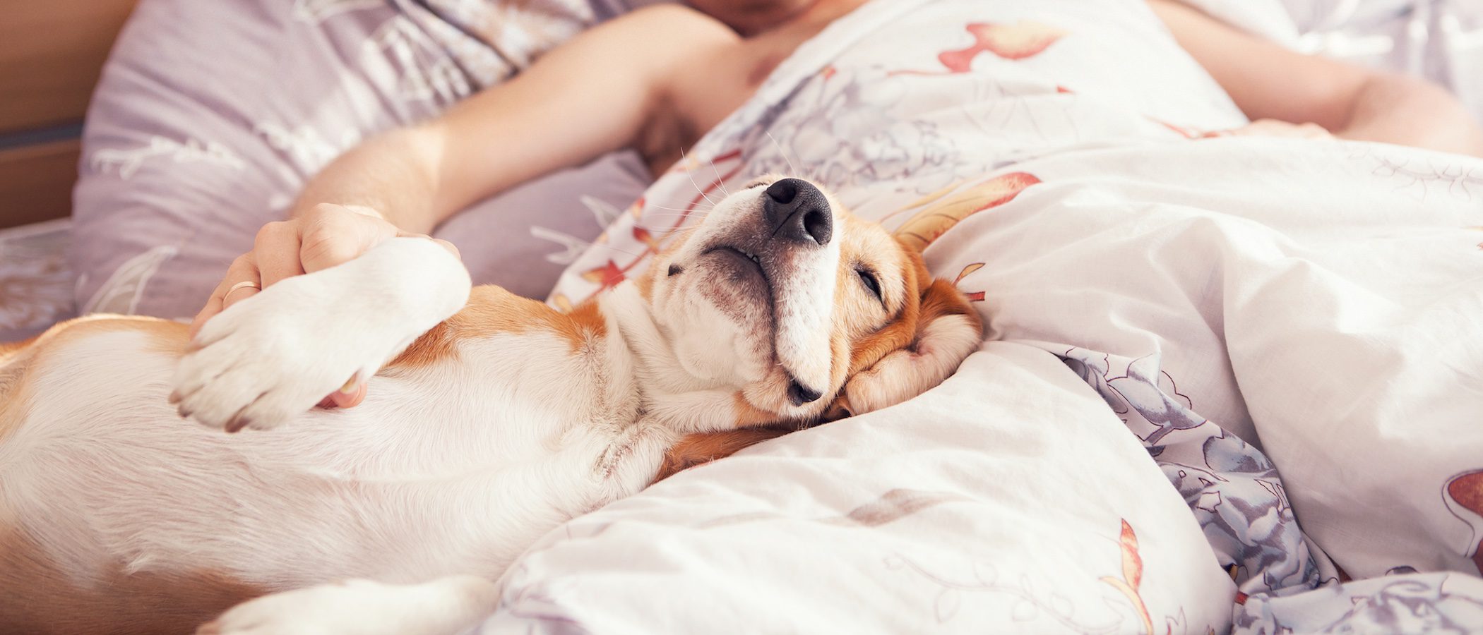 El sueño es clave para la salud de los perros