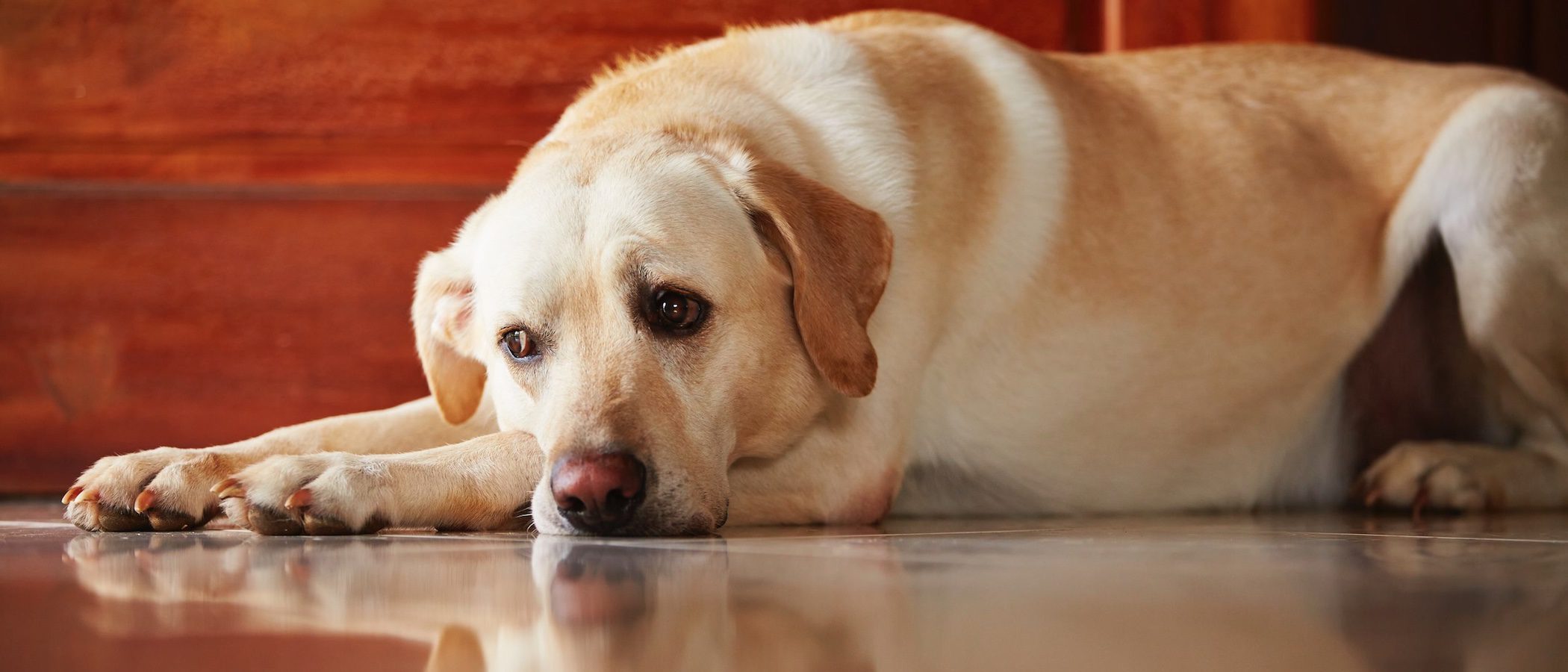 Cómo ayudar a tu perro a superar el luto de otra mascota
