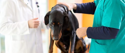Quimioterapia en perros