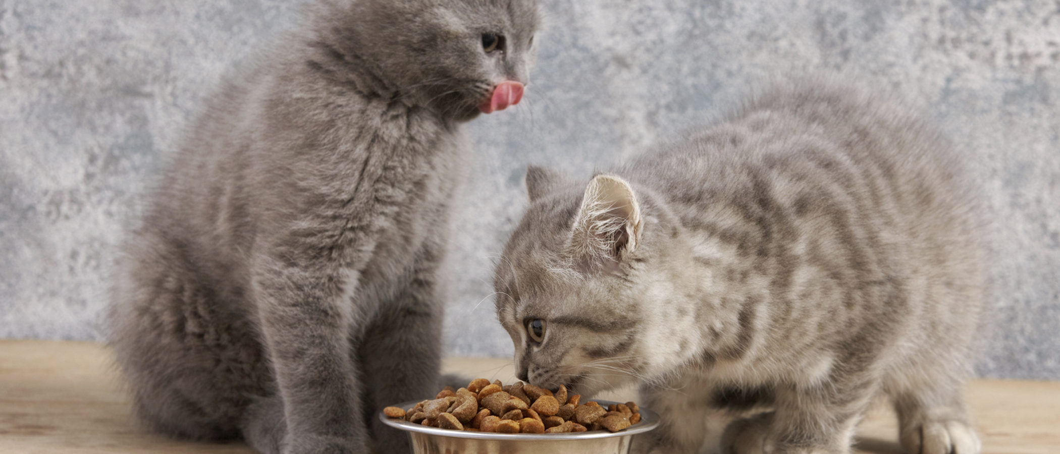 Cómo alimentar a un gato esterilizado