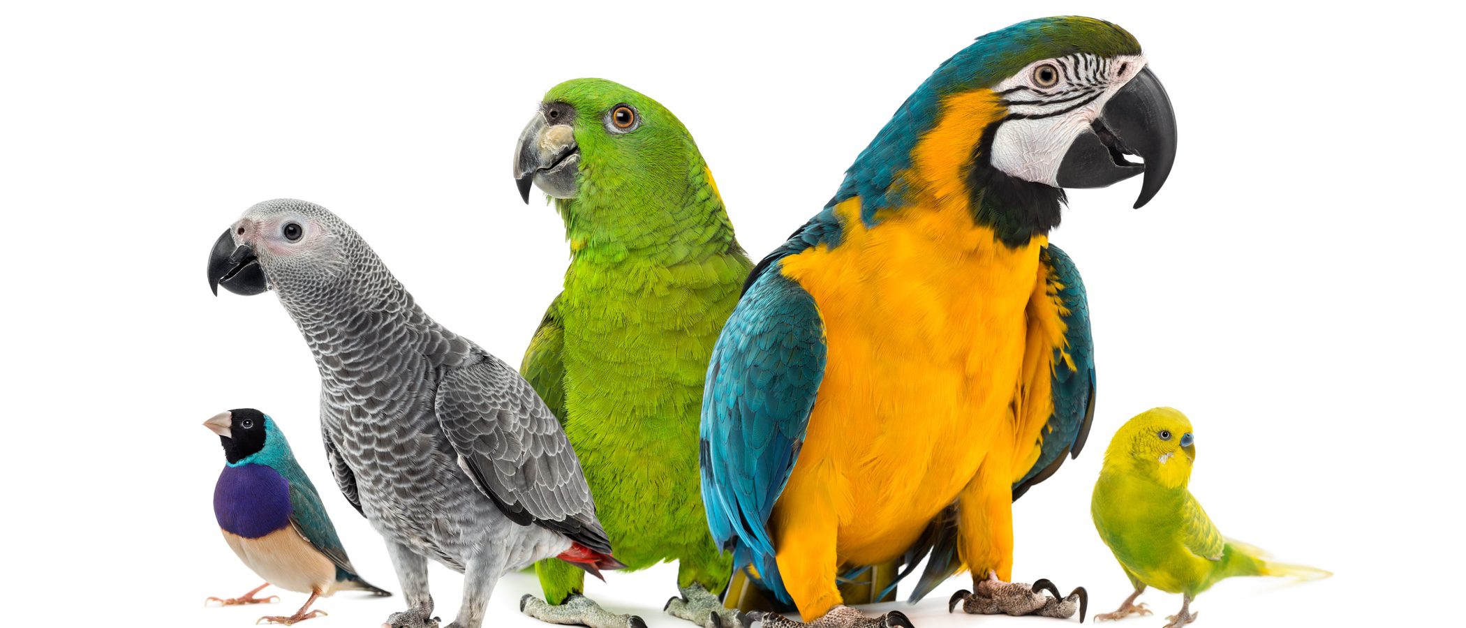 8 curiosidades sobre las aves realmente sorprendentes