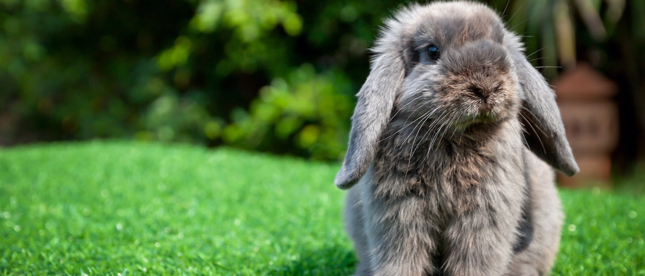Conejos: la muda de pelo