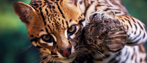 Ocelote: Un leopardo mini