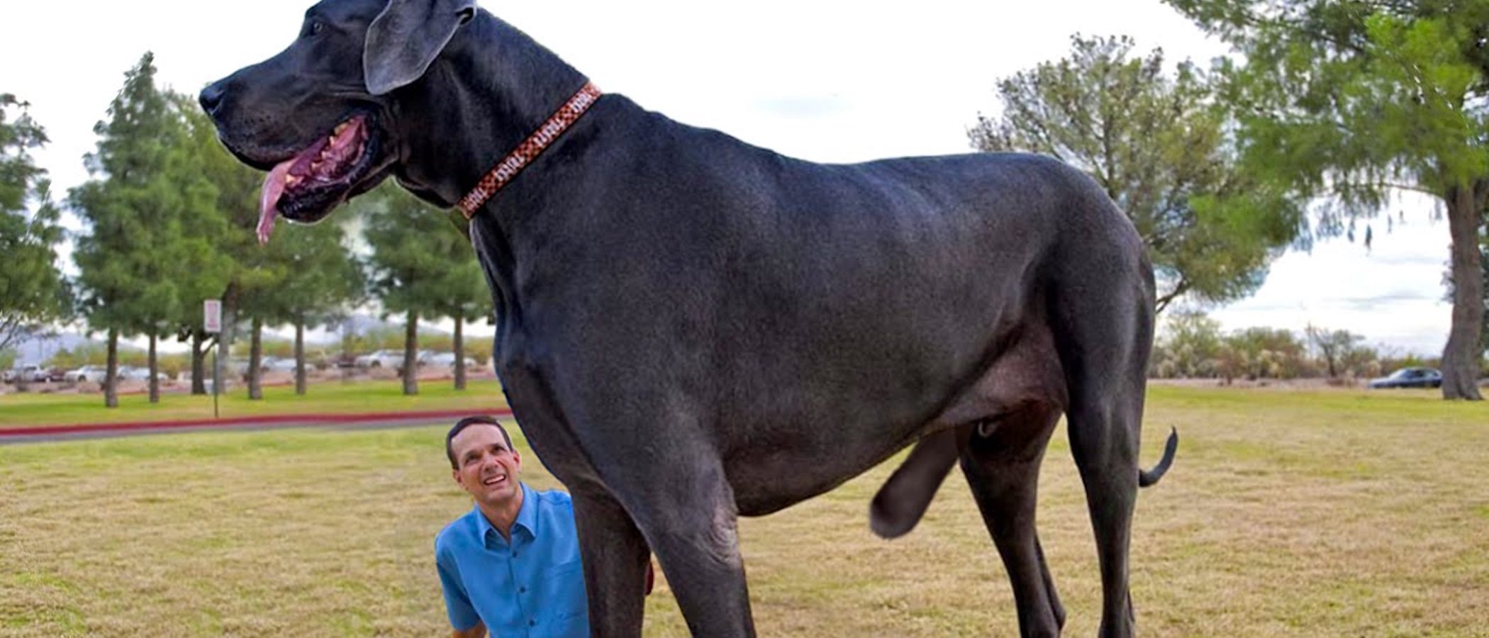 Perros de récord: del más grande al más caro