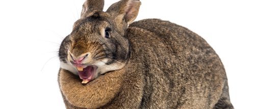 Los dientes del conejo: conoce lo más característico de estos roedores