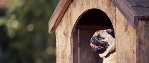 Ideas originales para hacerle una casa a tu perro