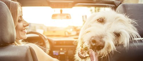 Cómo evitar una multa cuando viajas en coche con tu perro