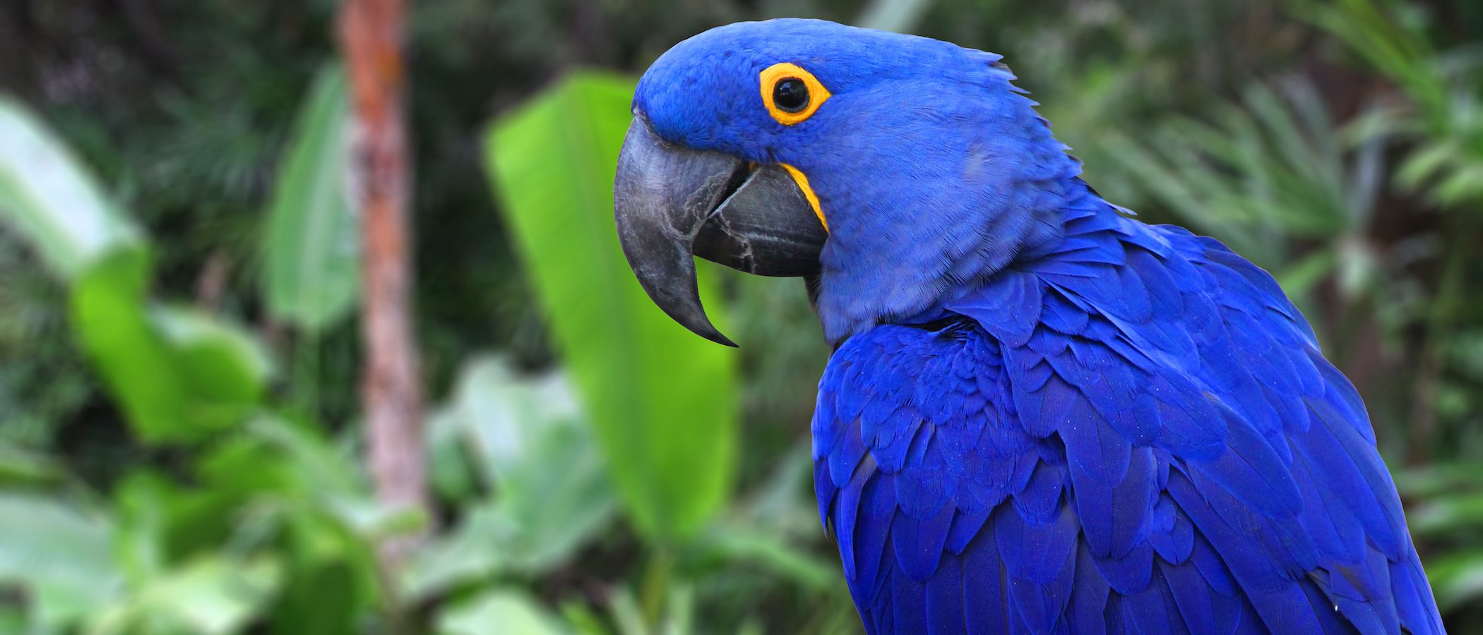 Todo sobre el Guacamayo Jacinto, un ave fascinante