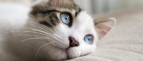 El ronroneo: La forma de comunicarse de los gatos