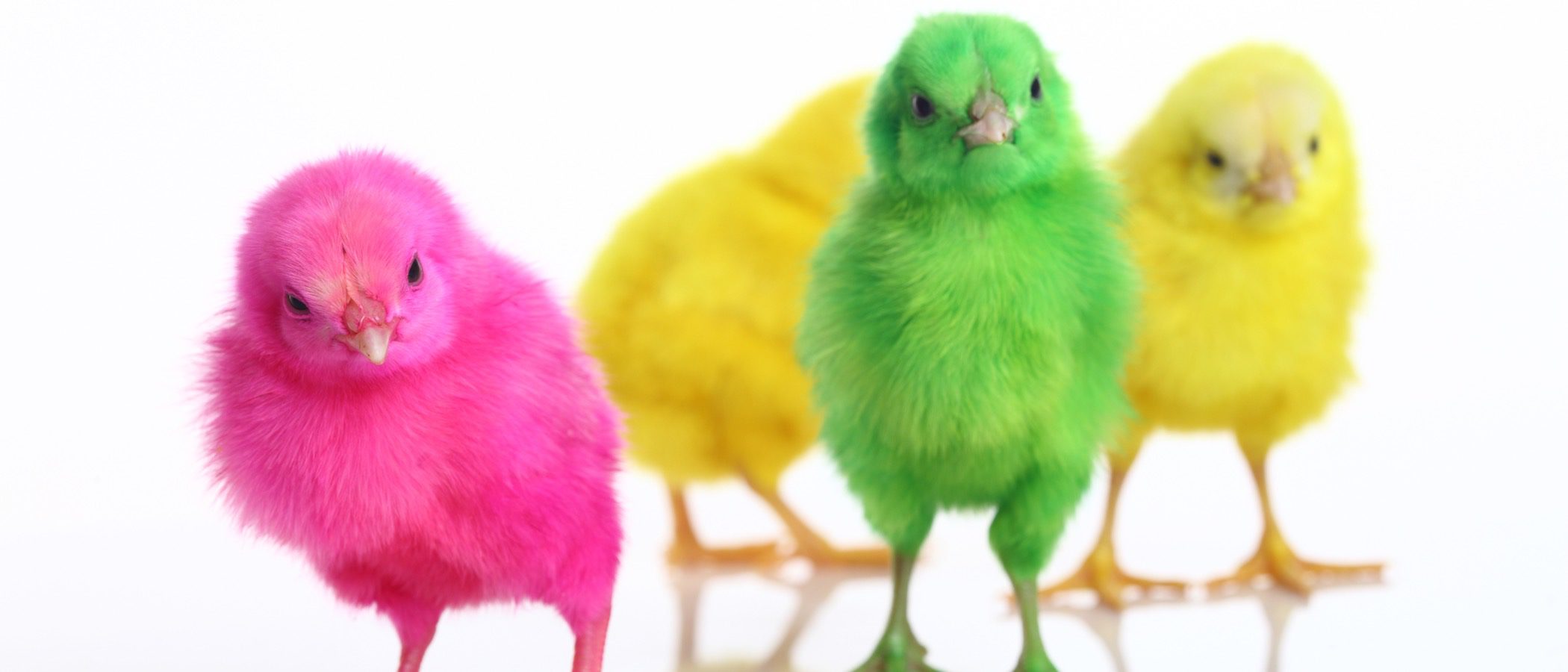 Pollitos de colores: Una práctica cruel