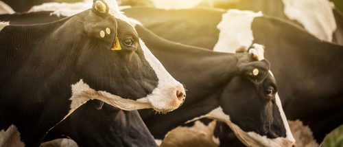 ¿Por qué algunas vacas tienen agujeros en el estómago?
