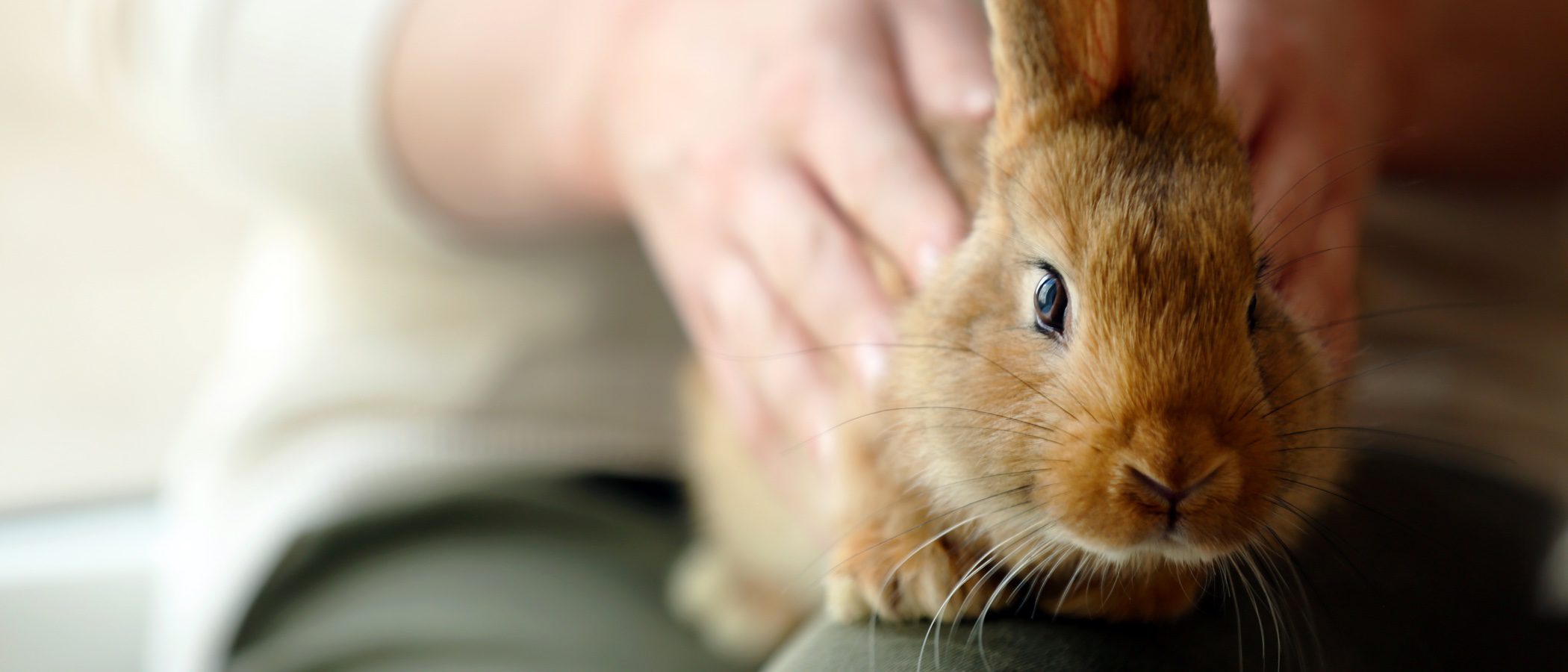 Cómo saber si tu conejo te quiere