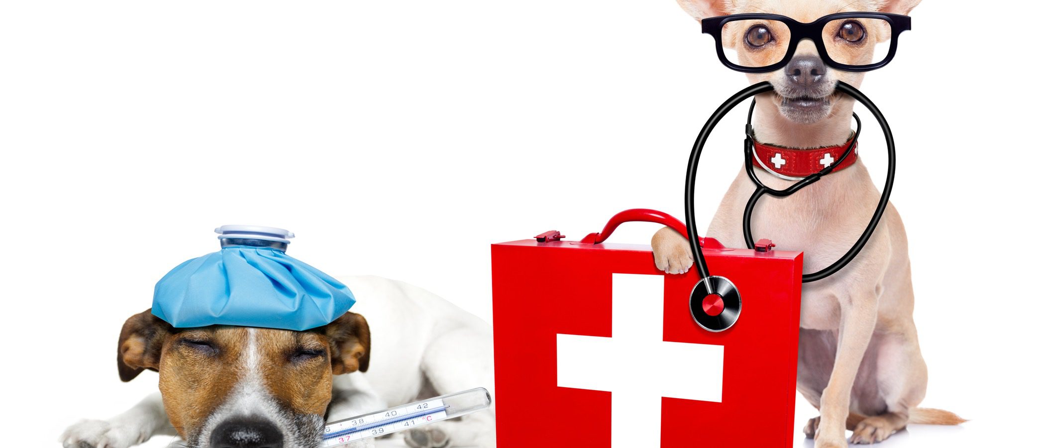Kit de primeros auxilios para tu mascota