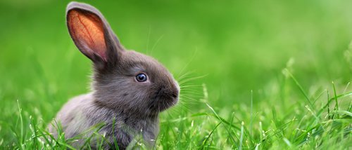 Todo lo que necesitas saber sobre los conejos: Comida, limpieza y cuidados