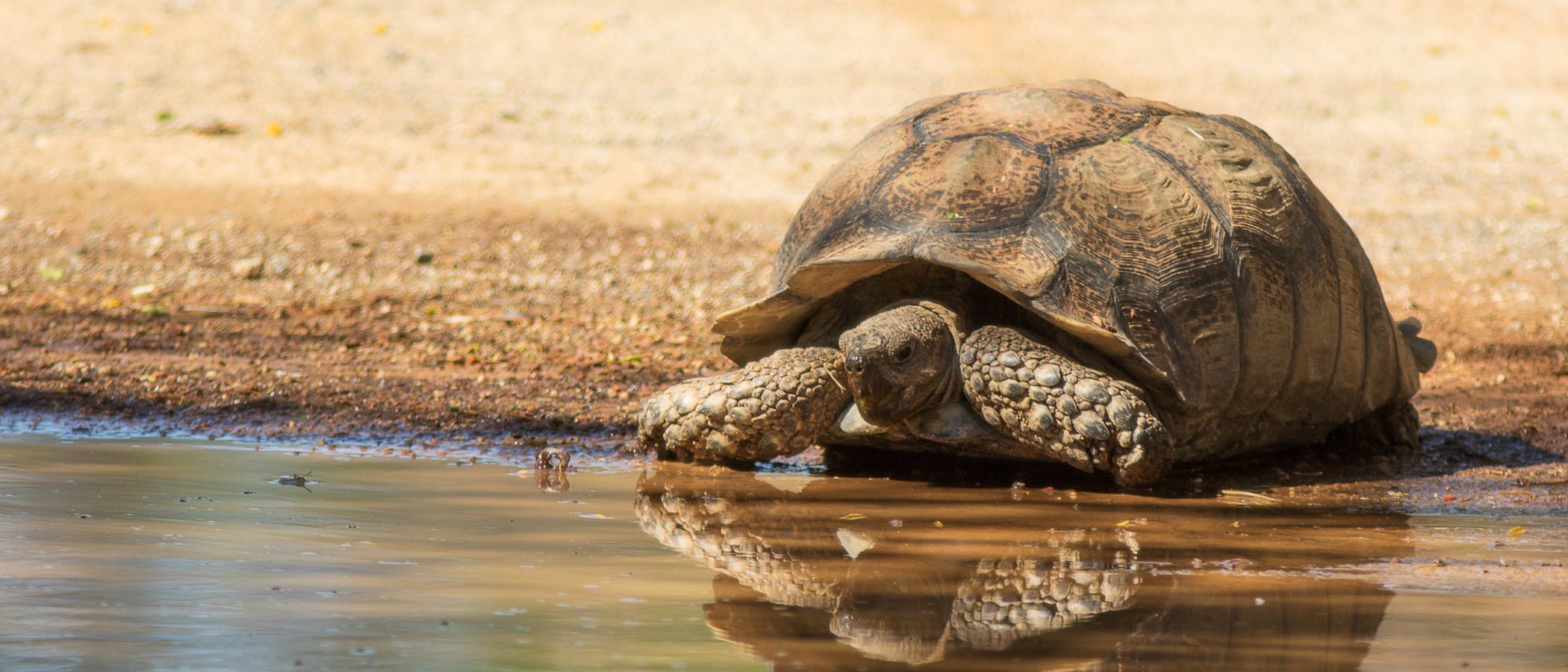 Tortugas de tierra o tortugas de agua, ¿cuál elijo como mascota?