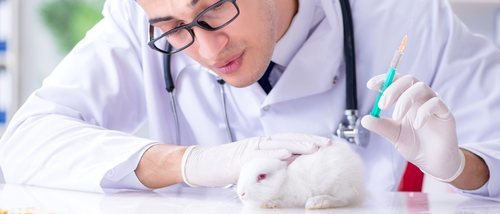 Todo lo que debes saber sobre la esterilización y castración en conejos