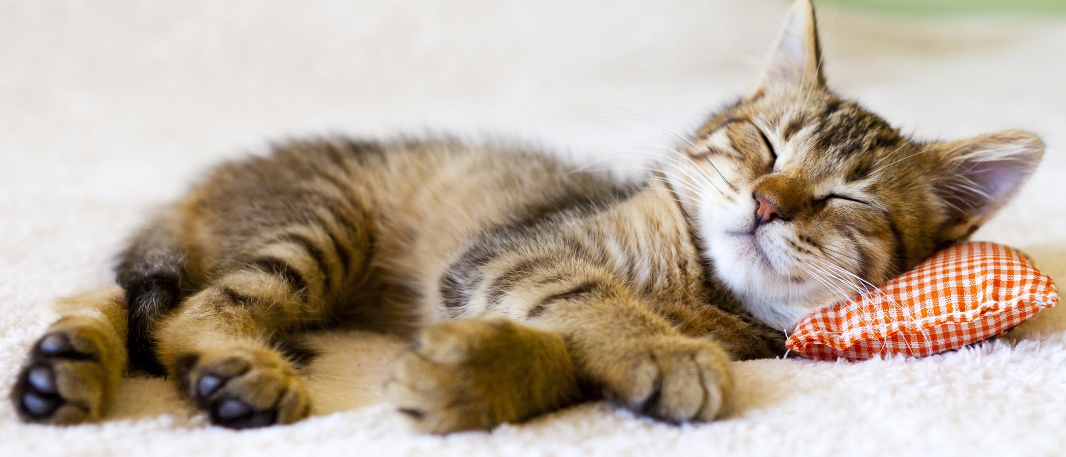Síntomas de envenenamiento en gatos: primeros auxilios