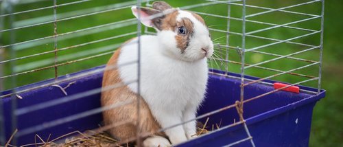 Cómo limpiar correctamente la jaula de tu conejo