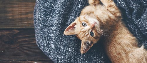 La alergia en gatos: síntomas y soluciones
