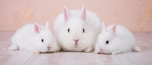 Embarazo en conejos: todo lo que necesitas saber