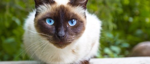 Gato siamés: toda la información sobre esta raza de felino