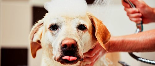 Cómo hacer un acondicionador casero para perros