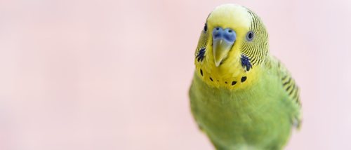 Causas de la muerte súbita en aves domésticas