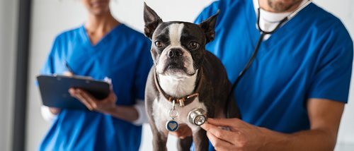 Las enfermedades más comunes en perros
